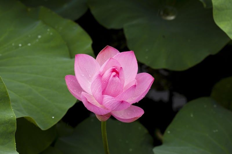 Meditation in lotus position